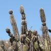 Visita l'elenco delle specie del genere corryocactus