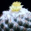 Visita l'elenco delle specie del genere coryphantha