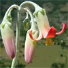 Visita l'elenco delle specie del genere cotyledon