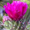 Visita l'elenco delle specie del genere cylindropuntia