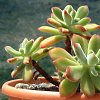 Visita l'elenco delle specie del genere echeveria