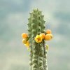 Visita l'elenco delle specie del genere echidnopsis