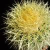 Visita l'elenco delle specie del genere echinocactus