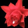 Visita l'elenco delle specie del genere epiphyllum