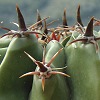 Visita l'elenco delle specie del genere ferocactus