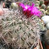 Visita l'elenco delle specie del genere gymnocactus