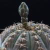 Visita l'elenco delle specie del genere gymnocalycium