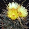 Visita l'elenco delle specie del genere leuchtenbergia