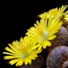 Visita l'elenco delle specie del genere lithops