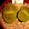 Visita l'elenco delle specie del genere lithops