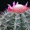 Visita l'elenco delle specie del genere melocactus