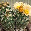 Visita l'elenco delle specie del genere pediocactus