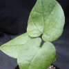 Visita l'elenco delle specie del genere pyrenacantha