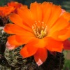 Visita l'elenco delle specie del genere rebutia