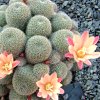 Visita l'elenco delle specie del genere rebutia