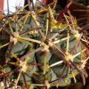 Visita l'elenco delle specie del genere sclerocactus