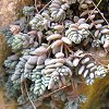 Visita l'elenco delle specie del genere sedum