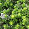 Visita l'elenco delle specie del genere sedum