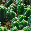 Visita l'elenco delle specie del genere myrtillocactus