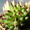 Visita l'elenco delle specie del genere sempervivum