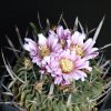 Visita l'elenco delle specie del genere stenocactus