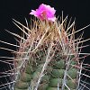 Visita l'elenco delle specie del genere thelocactus