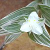 Visita l'elenco delle specie del genere tradescantia