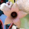 Visita l'elenco delle specie del genere whitesloanea