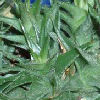 Vai alla scheda di abromeitiella brevifolia