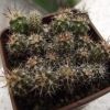 Vai alla scheda di Acanthocalycium glaucum