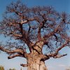 Vai alla scheda di Adansonia digitata