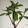 Vai alla scheda di Adansonia madagascariensis