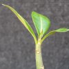 Vai alla scheda di Adenium arabicum