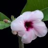 Vai alla scheda di Adenium boehmianum
