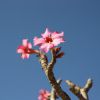 Vai alla scheda di Adenium dhofarense