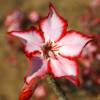 Vai alla scheda di Adenium multiflorum