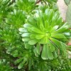 Vai alla scheda di Aeonium arboreum