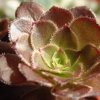 Vai alla scheda di Aeonium arboreum v. atropurpureum