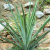 Vai alla scheda di Agave aktites