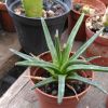 Vai alla scheda di Agave albopilosa