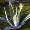 Vai alla scheda di Agave americana