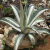 Vai alla scheda di Agave americana cv. medio-picta alba