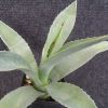 Vai alla scheda di Agave americana f. glauca