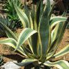 Vai alla scheda di Agave americana v. marginata-aurea