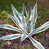 Vai alla scheda di Agave americana v. marginata