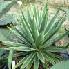 Vai alla scheda di Agave angustifolia v. marginata