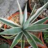 Vai alla scheda di Agave angustifolia v. variegata