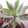 Vai alla scheda di Agave attenuata