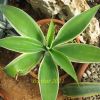 Vai alla scheda di Agave attenuata v. variegata