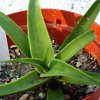 Vai alla scheda di Agave bracteosa